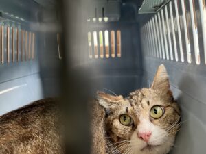 キャリーケースに入っている猫のアップの写真