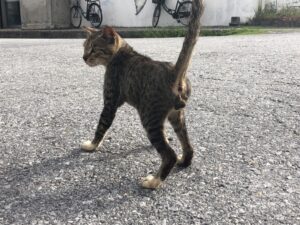 アスファルトの上で小さな一匹の猫がしっぽを立てている写真