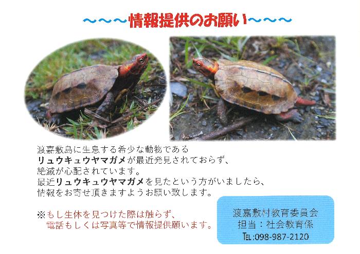 「リュウキュウヤマガメ」情報提供のお願い